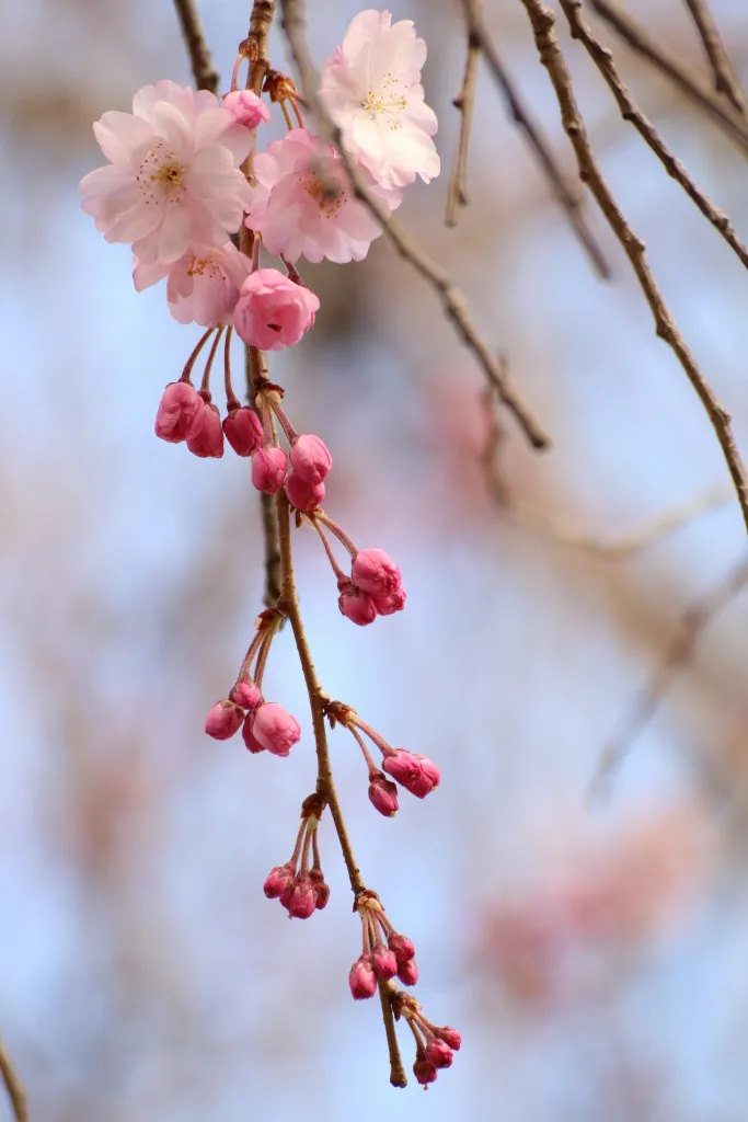 桜、梅？